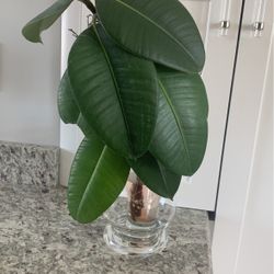 Planta 
