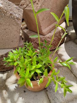 Succulent And Tradescantia