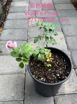 One gallon rose cuttings