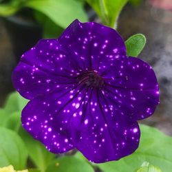 Rare Large  Night Sky Galaxy Petunia Flower Plants! Several Colors Avaialble! Midnight Purple With White Variagated Speckles That Look Like The Night
