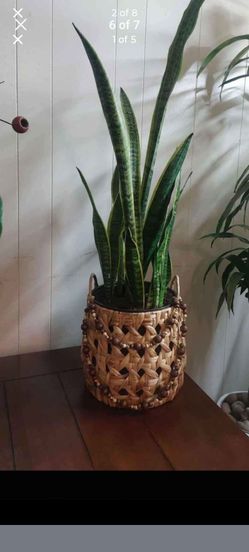 Snake plants