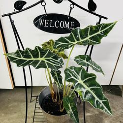 Plant Stand With Welcome Sign (plant not included)