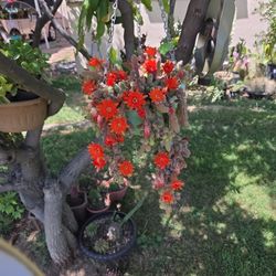 Cactus Cacahuetes 