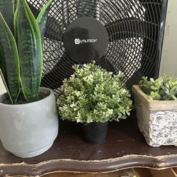 Plant Decorate Flowers 