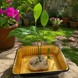 3 young avocado tree - Only $15 For All 3