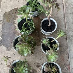Succulents In 6in Pots