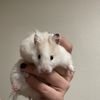 Gina