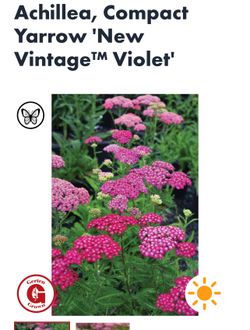 Pink Yarrow Outdoor Plant 🌱 🌺