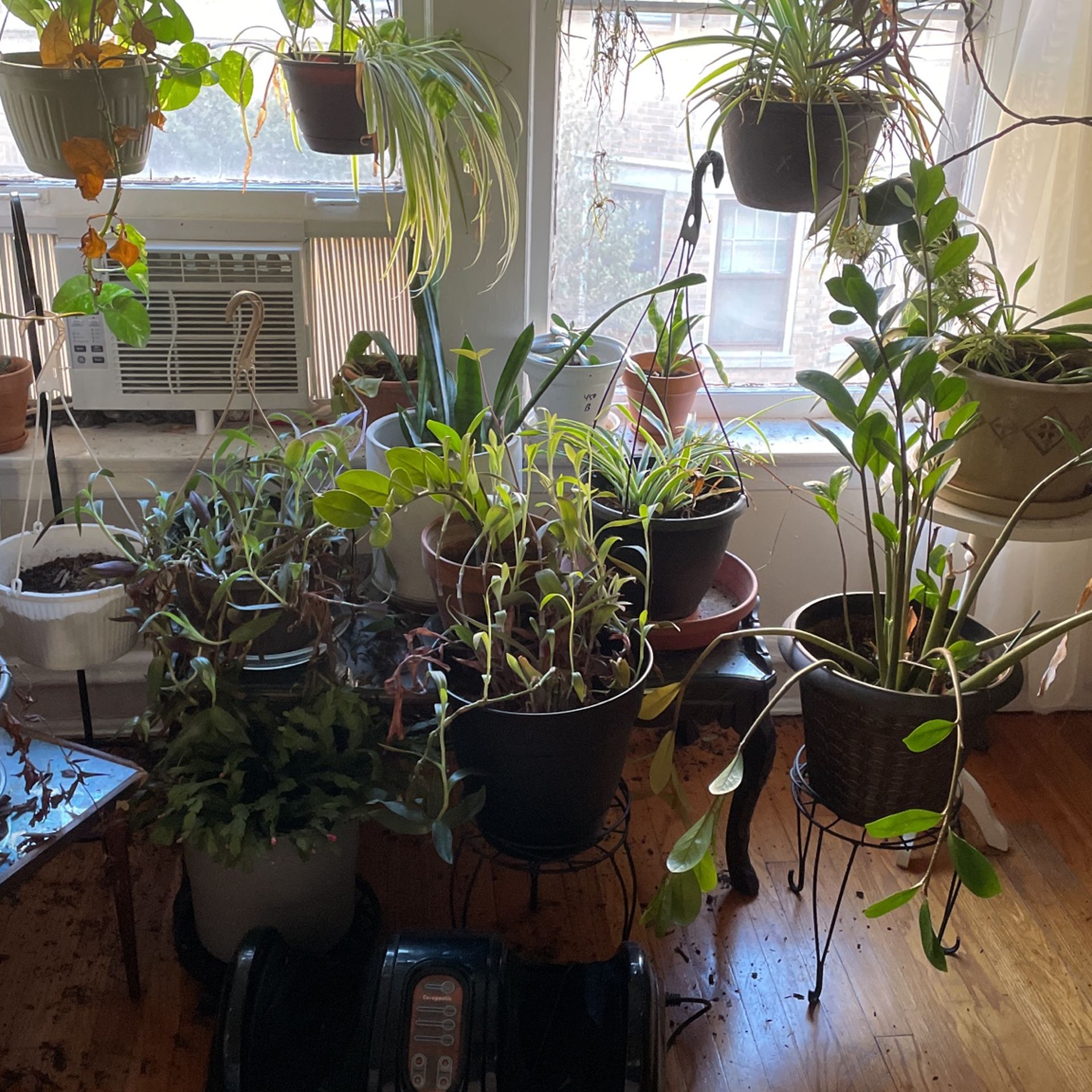 Anybody Want Free Plants?