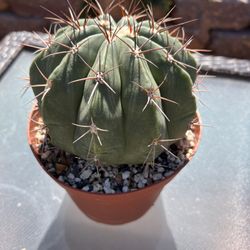 🌵 Super Fat Melocactus • Turkish Cap • Melo Cactus • Plants • Cacti 🌵 