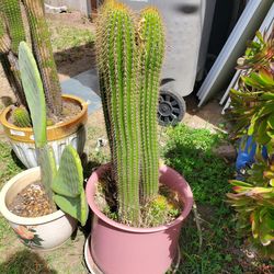 Too many Cactus 33" in pot