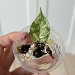 Alocasia Batik Sprouted Corm