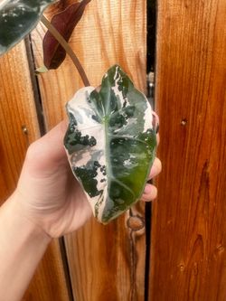 RARE Alocasia Pink Polly Snowflake