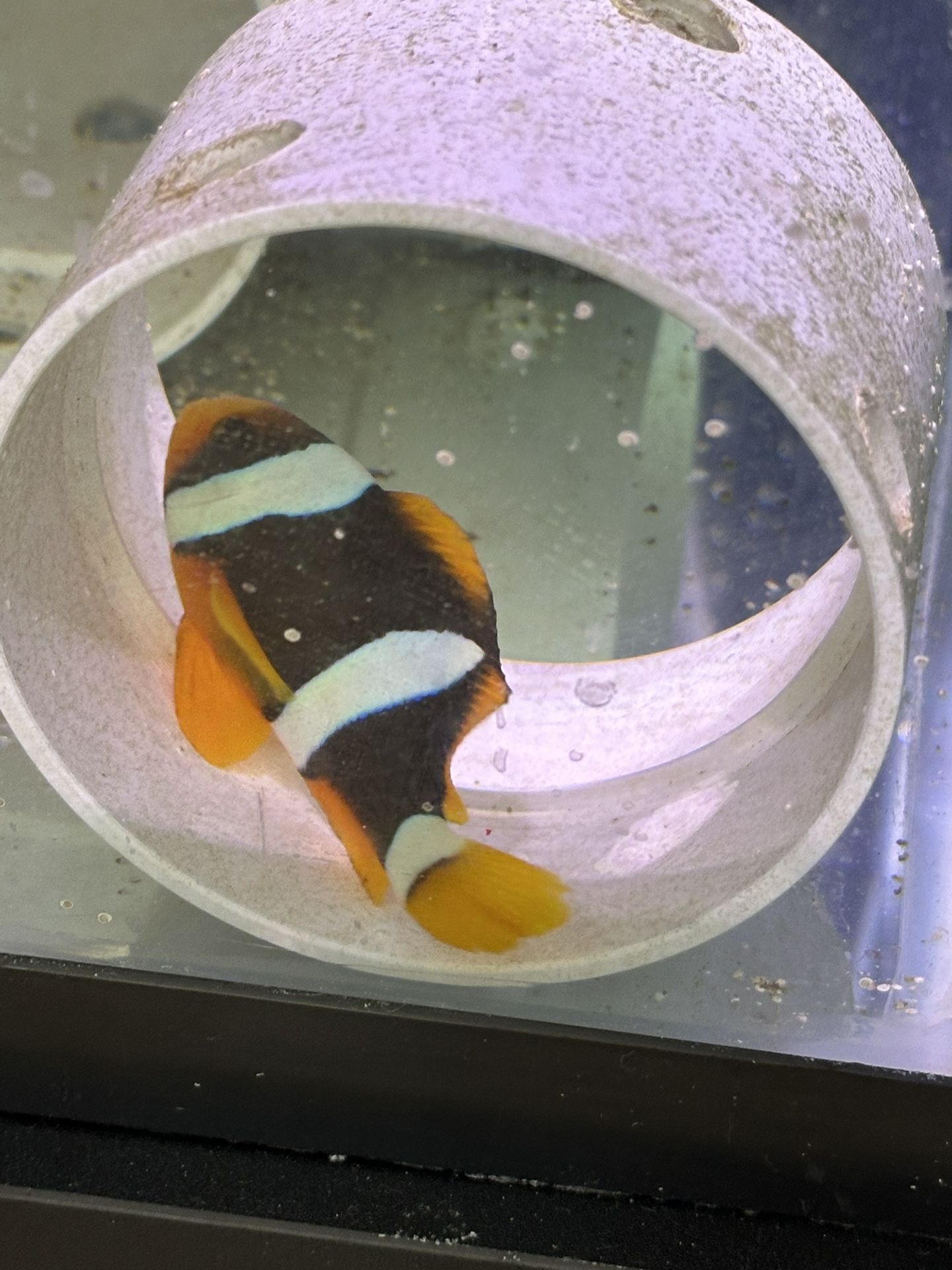 Clark Clown Fish 3 Inches Fake Decoration.
