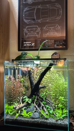 Fluval Edge 12 Gallon Aquarium
