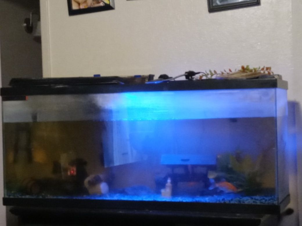 Fish Tank 100 Gallon Fresh Water Comes With Heater Lights And Filter