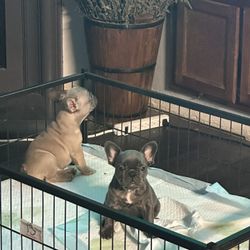 Crate “Whelping”