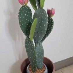 41" Faux Cactus in a 21" Light Pink Resin Planter @ Lasting Creations