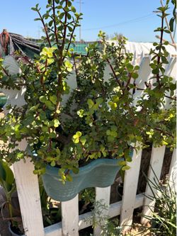 Planta