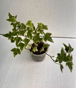 Variegated Ivy