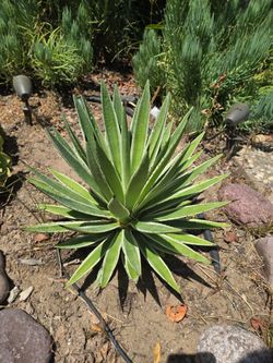 Caribbean Agave Plants