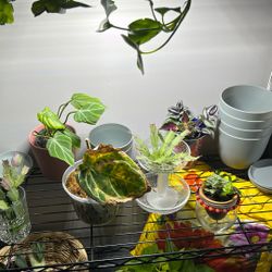 SICK HOUSE PLANTS? FREE FIX!