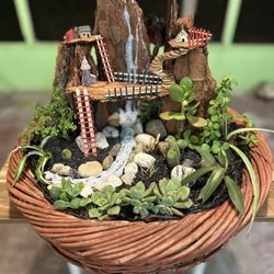 Succulent Arrangement 