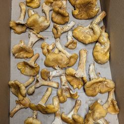 1 Pound Of Dried but Fresh Chntrelles