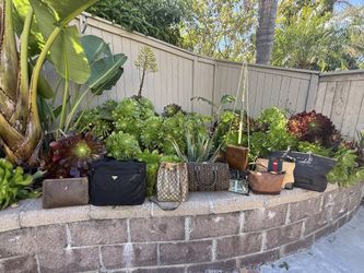Purses