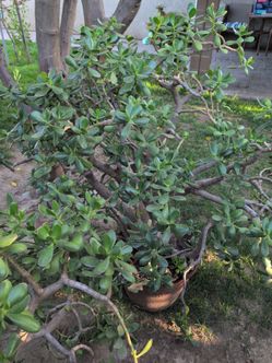 Plantas /Plants