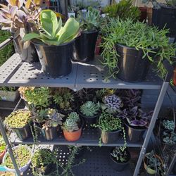 Succulents For Sale 