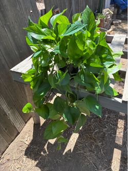 Jade Pothos