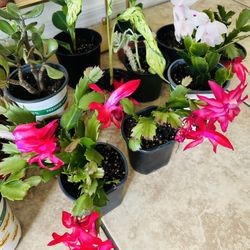 Small Plants 5 Each 