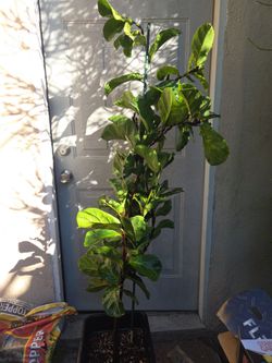 Fiscus lyrata fiddle leaf fig tree