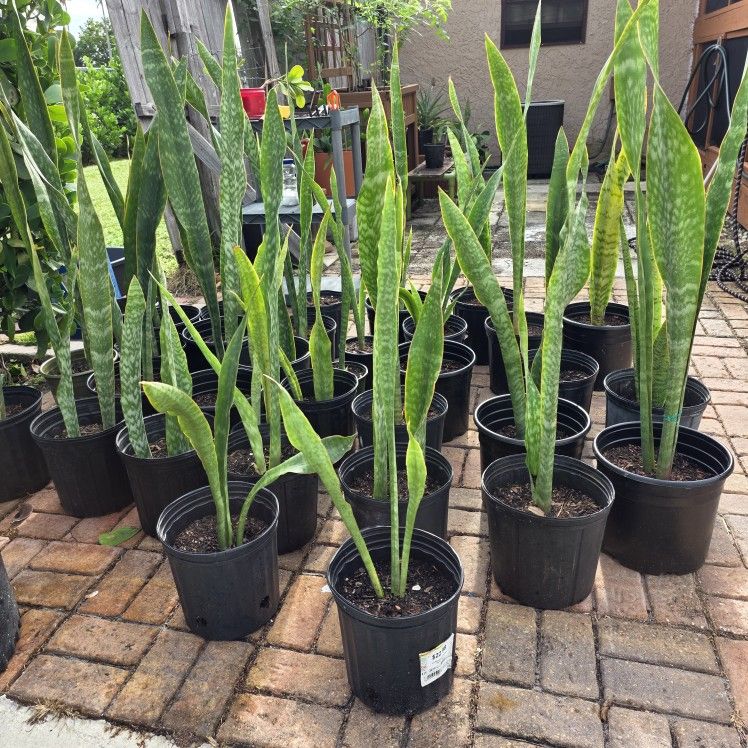 Snake Plants / Mother In Law Plants