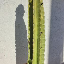 43’’ Potted San Pedro Cactus Flowering 
