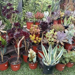 Variety Of Succulents Plants 