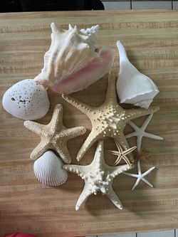 Starfish Nautical 