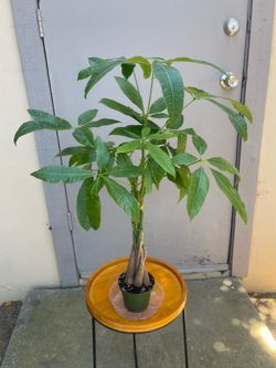 Pachira Braided Money Tree House Plant 4” Pot
