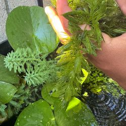 Hornwort Aquarium Plant 