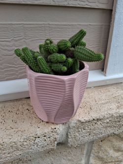 Peanut Cactus Cluster live Plant