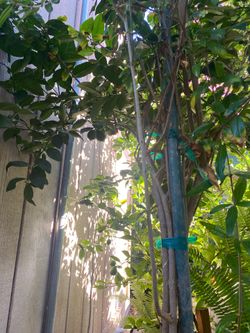 Pomegranate tree