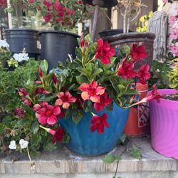 Red Mandevilla Plant With Pot