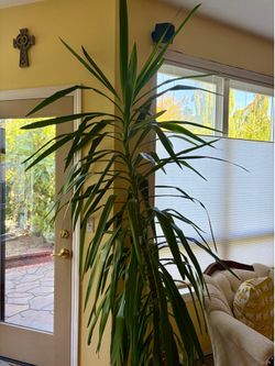 7’ Tall Draceana Corn Plant Mass Cane Indoor Houseplant Tree Low Maintenence