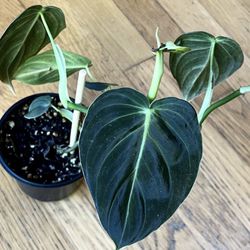 Rare Black Gold Philodendron 🖤 Plant / Spring Sale / Free Delivery Available 