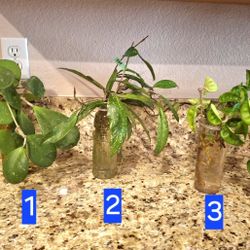 Set Of 2 Hoya Varieties Rooted In Water, Vases Included