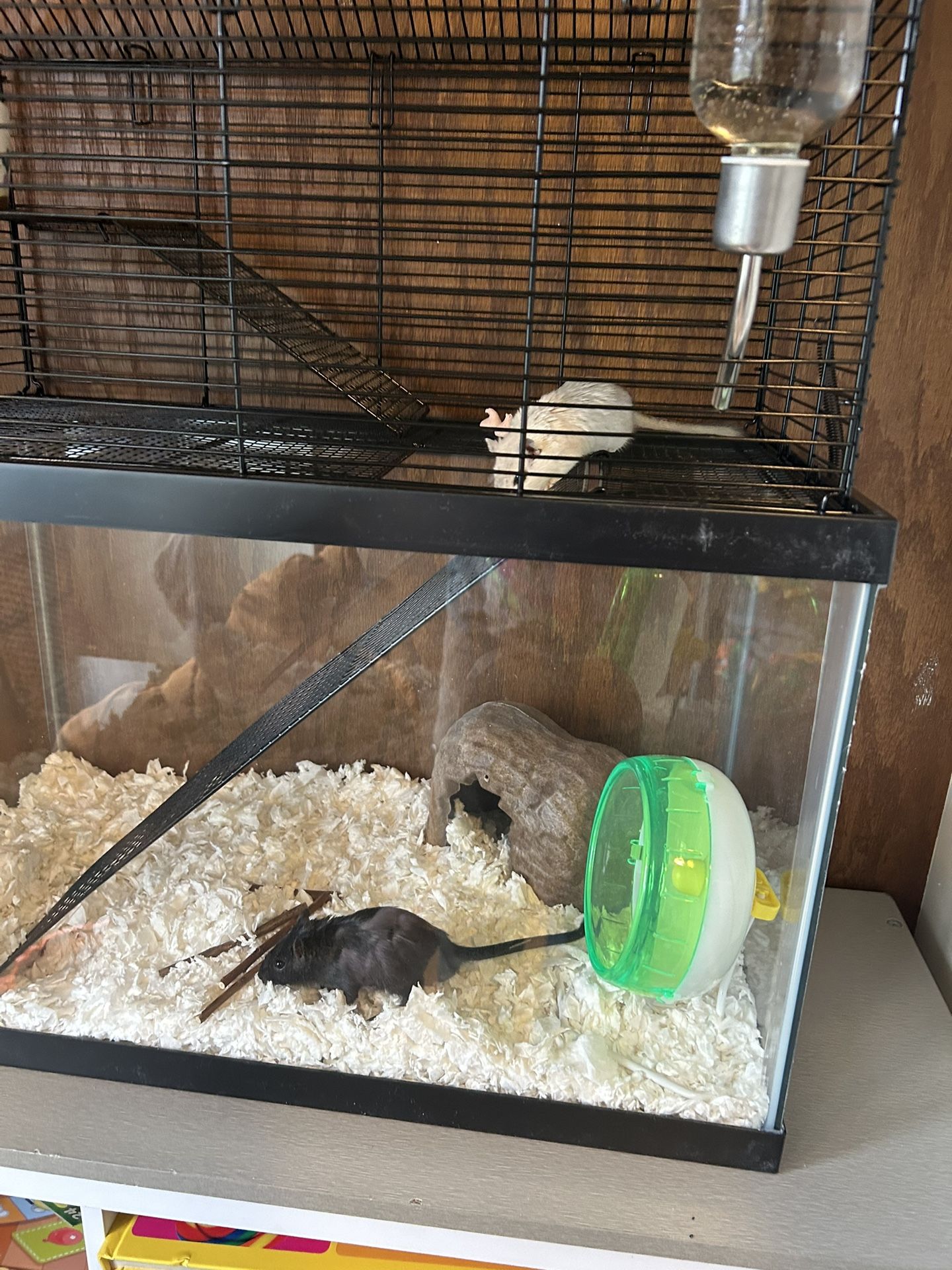 Full Gerbil Set Up Free