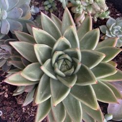 First 2 Pictures Are To Show You How Big The Succulent Will Get