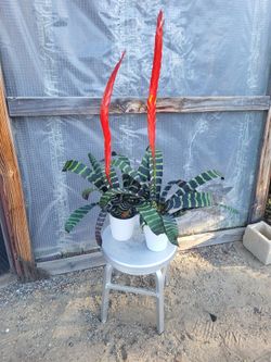 Flaming sword bromeliad 4" Nursery Pot $4 each or 3 for $10