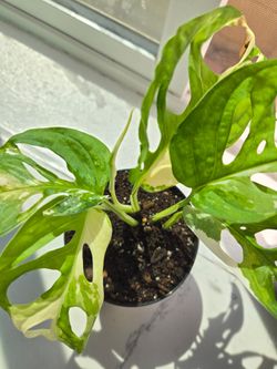 Variegated Monsteria Adansonii plant